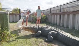 Uncovering the Dark Side of “Tame” Alligators in This Exclusive Florida Crocodile Farm Tour