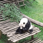First-Baby-Panda-Rio-is-Ready-to-Debut-at-Taman-Safari-Bogor