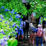 Indonesian-Tourists-Must-Read-This!-Japan-in-June-2026-Has-Many-New-Rules