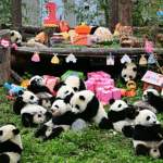 Chengdu-Research-Base-of-Giant-Panda-Breeding